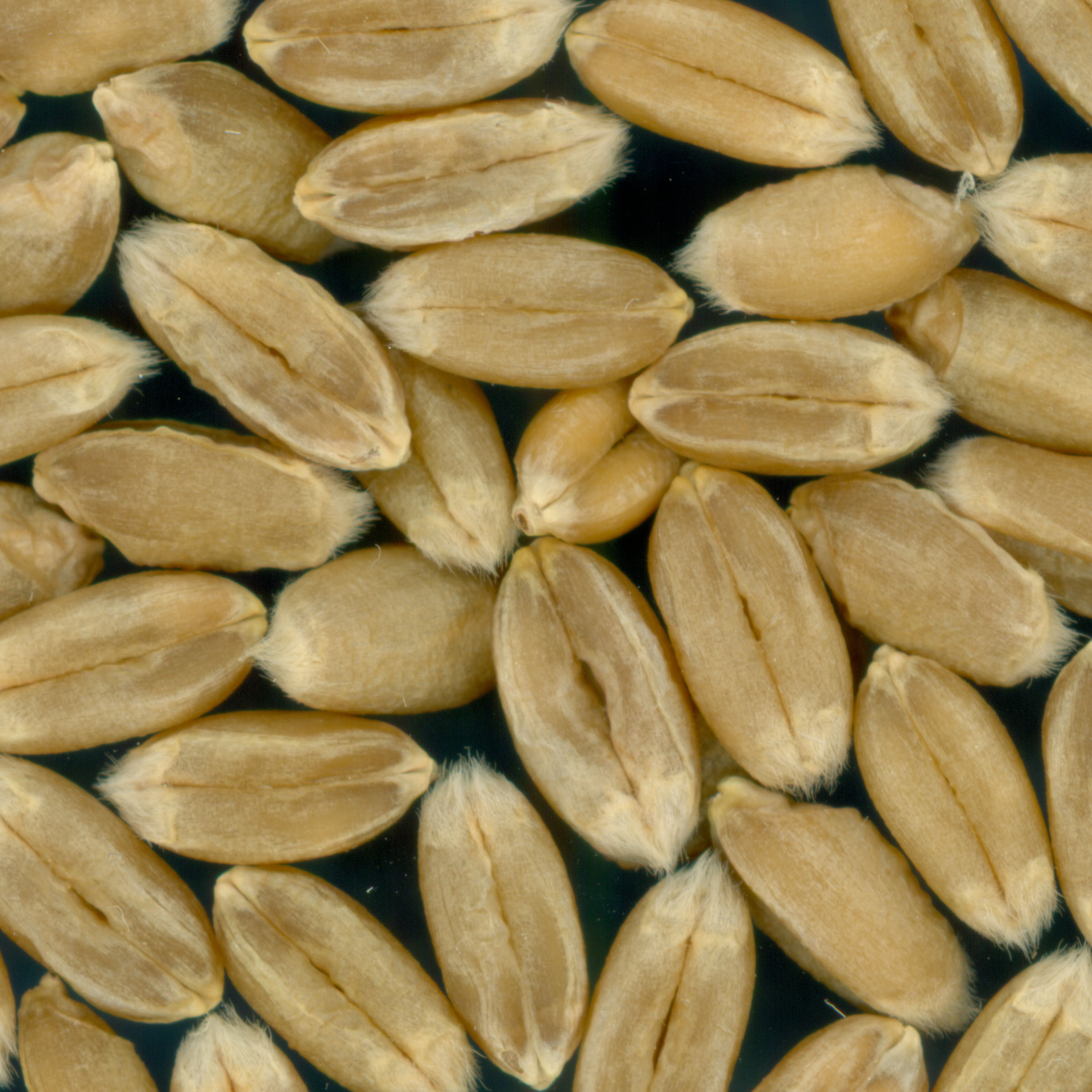 KERNELS